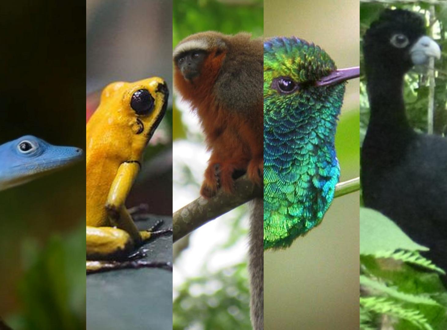 Animales en peligro