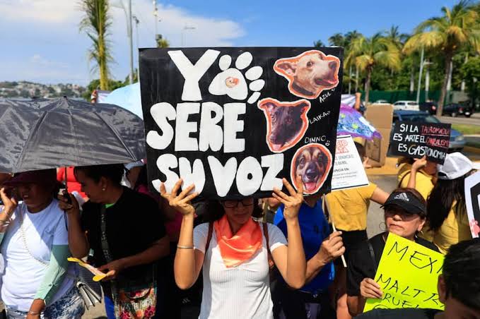 Animales en peligro